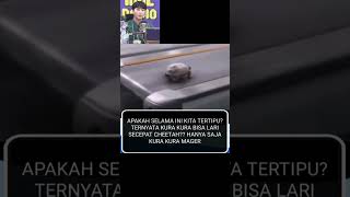 Ternyata kura-kura bisa berlari #kurakura