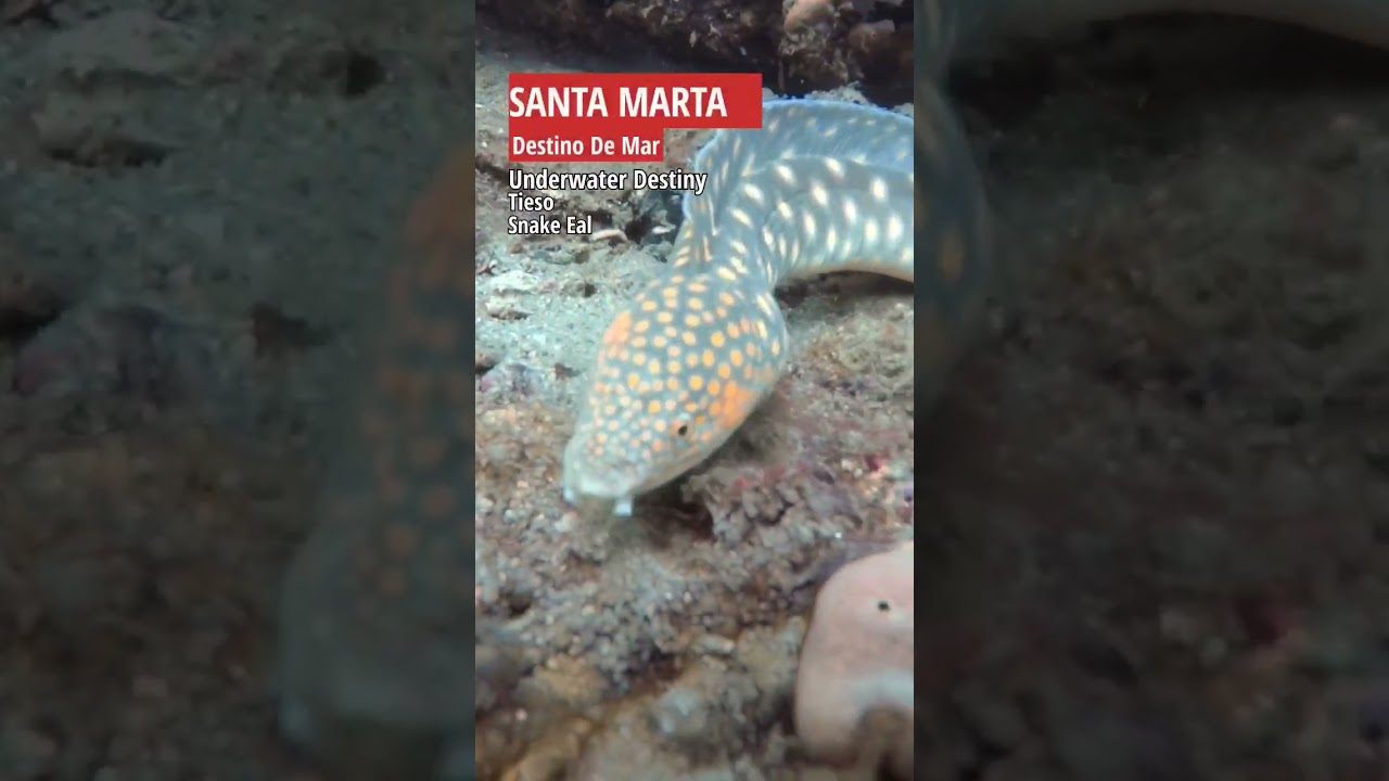 🐠¿QUÉ SE PUEDE VER BUCEANDO EN SANTA MARTA?