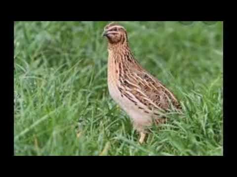 Common Quail Sound For Hunting Batir Ki Awaz Shikar Ka Lea 