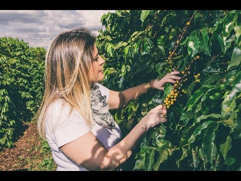 Café especial no Cerrado Goiano camera iphone 8 plus apk