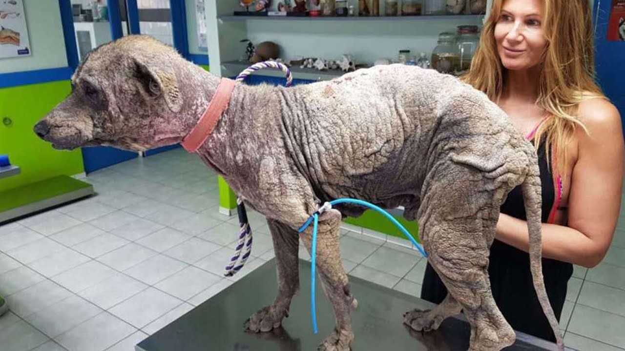 Woman Finds A Dog That Looks Like Stone But Makes Remarkable Recovery With Love And Care