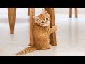 ♥Cute Cats and Kittens Doing Funny Things 2018♥ #3 - Funny Cat compilation