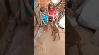 Dando Leite Ao Borrego
