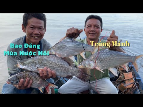 Video Đăng mé Mùa Nước Nổi đêm nay trúng mánh Cá Chẽm về nấu... - youtube
