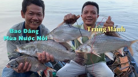 Đăng mé Mùa Nước Nổi đêm nay trúng mánh Cá Chẽm về nấu lẩu chao ăn quá đã | Cù Lao Dung Vlogs #584