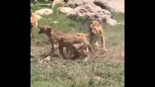 Lions Fighter attack on cheetah #doglover #shikari #pets  | Karak KPK pure |