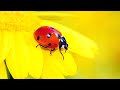 2 hours ultimate spring bugs  insects stress relief classical music for calming ambience and study