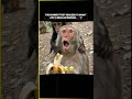 monkey video for kids 🤣🤣🤣🤣🤣🤣 #funnyexpression 🤣🤣
