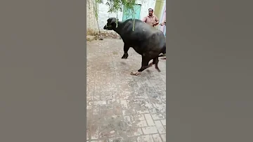 Most Beautiful Buffalo Qurbani 2022 Shortsvideo Buffalo Akfunn 