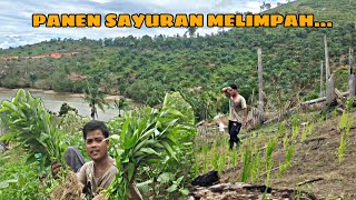 Download Lagu LELAHKU TEROBATI...ALHAMDULILLAH PANEN MELIMPAH SAMPAI TAK BISA SEKALI PANEN... MP3 Download Lagu LELAHKU TEROBATI...ALHAMDULILLAH PANEN MELIMPAH SAMPAI TAK BISA SEKALI PANEN... MP3