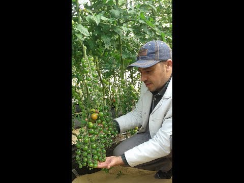 زراعة طماطم شيري طريقة تربية تعطي ضعف الانتاج  How to plant cherry tomato