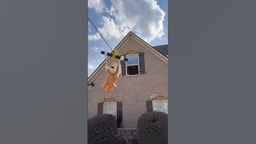 My dog made a zip line!