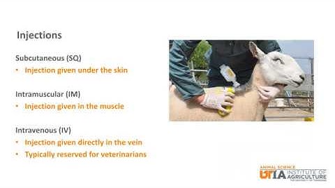 Sheep Skillathon Study Series: Injections