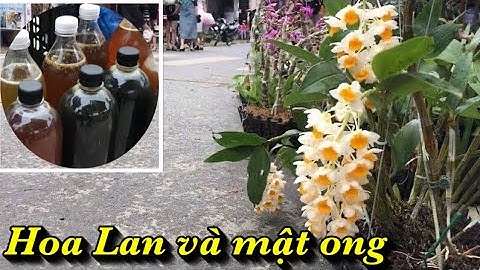 Chợ Lan Rừng Bắc Hà - Chợ Phiên Bán Toàn Đồ Lạ Tây Bắc.P62