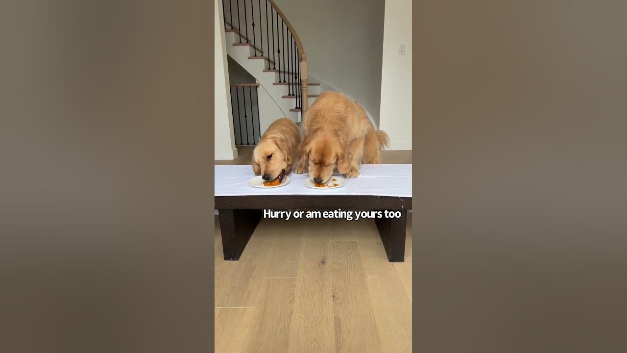 Can Dogs Pass The Leave It Challenge YouTube can-dogs-pass-the-leave-it-challenge-youtube