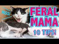 How to foster a feral mama and kittens 10 things you should know