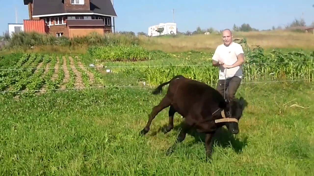 Генератор разных животных