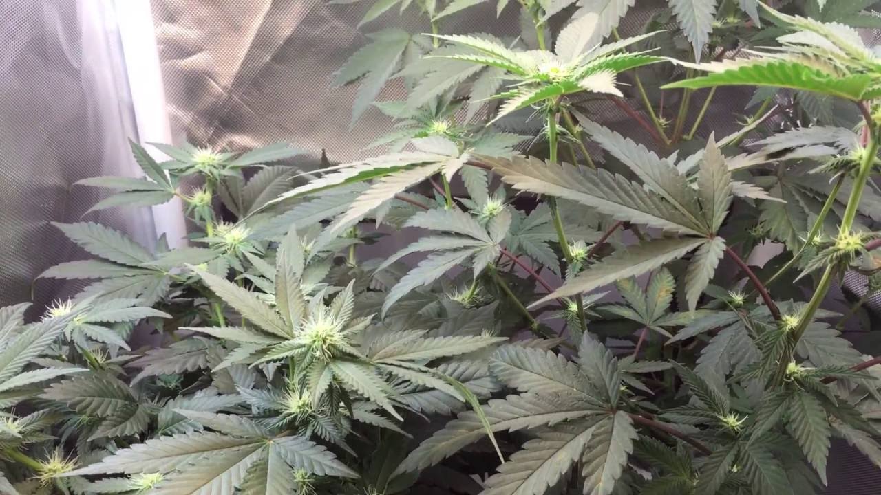 CFL Grow Tent Week 2 Flowering GSC/Trinity Kush