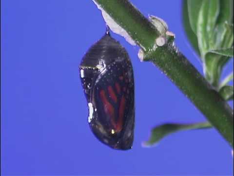  Monarch caterpillar changing into chrysalis.