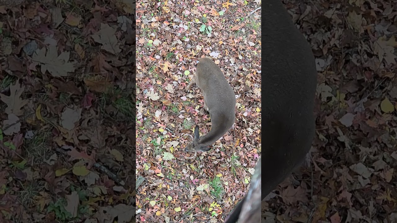 maybe coulda shot him. 