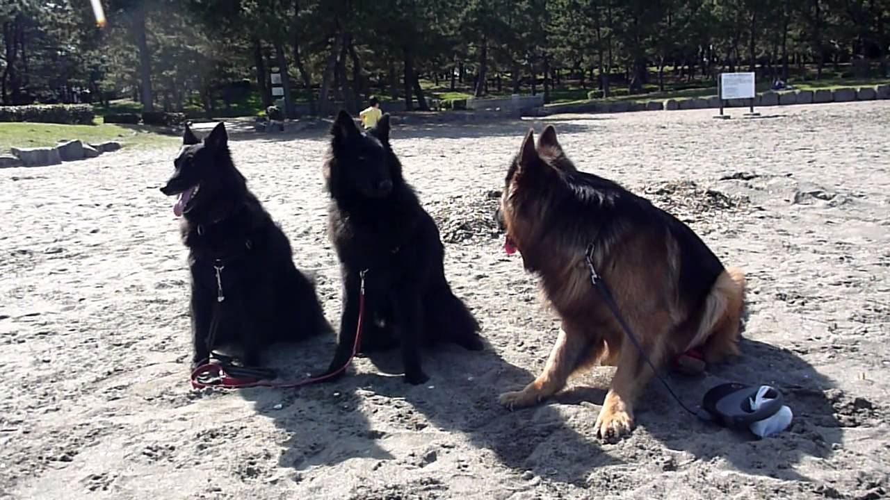 ベルジアンシェパードとジャーマンシェパードの記念写真 YouTube