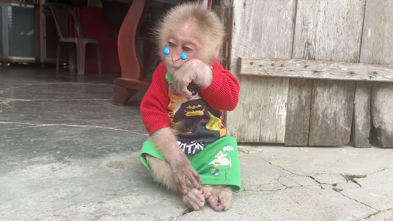 SinSin Monkey Sad Waiting For Dad To Come Home Late From Work