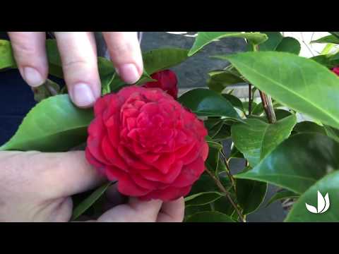 Vidéo: Fleurs de saxifrage: description, plantation, soins, types et caractéristiques de culture