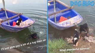 Heroic Dog Saves Friend Trapped on Boat