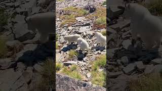 Mt. Goat at top of the mountain #shortvideo #wildanimals #goat