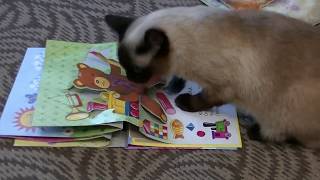 Коша Боня интересуется печатным словом.( Cat reads ) Коша Боня интересуется печатным словом.( Cat reads )