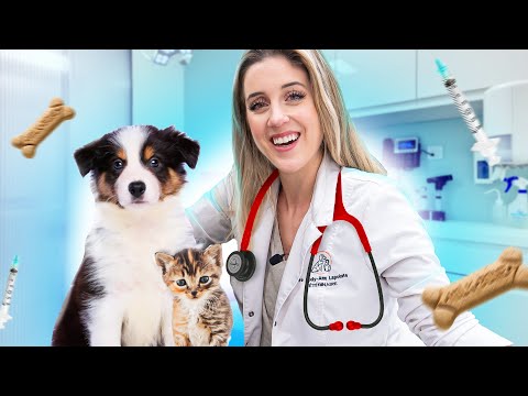 Vidéo: Pourquoi une vétérinaire pourrait-elle simplement avoir besoin d'une assurance pour ses propres animaux?