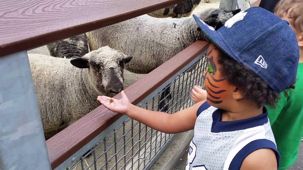 Bronx Zoo Childrens Zoo YouTube