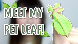 I Got A Pet Leaf? Phyllium Philippini Unboxing