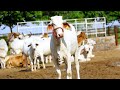 Must watch - New Video of Tharparkar breeding center. How to develop cow breeding center.