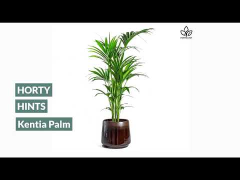Vídeo: Kentia Palm Growing: cura de Kentia Palm Tree a l'interior