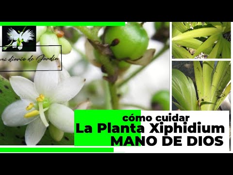 Video: Cómo cultivar campanilla serbia - Cuidado de las plantas de campanilla serbia