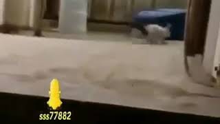 Eddies Adelia Penghujung Cintaku Pasha Ungu Feat Andien Saat