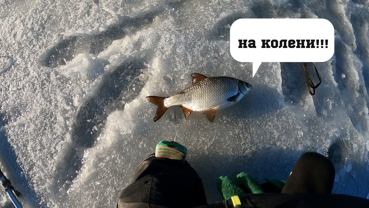 Чехонь та плотва на гірлянду наприкінці зими