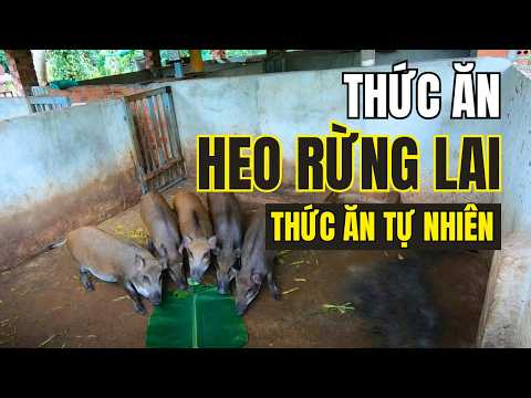 Video Nuôi Heo Rừng Cho Ăn Gì | What Food Do Wild Boars Eat - youtube