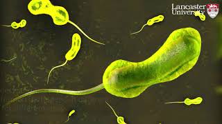 Recirculate Wp5 Water, Pathogens Health