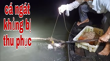 Không Phí 33 Phút Xem Xuống Tân Lễ Thu Phục Bầy Cá Ngát Khủng Nhất Sông Tiền # SĂN BẮT ĐỒNG THÁP #