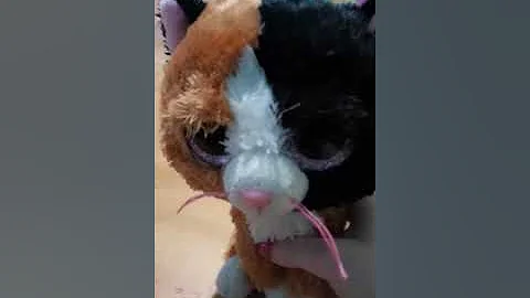 Beanie boos I made a mistake I called Wilma Perry