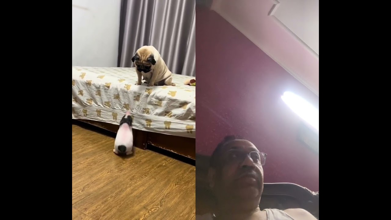 Pug - YouTube Pug - YouTube