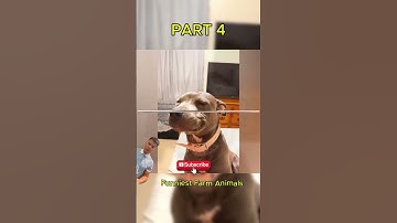 Funy pet escape compilation Try not to laugh // Part 4 #shortvideo #tintuc #siêuhai