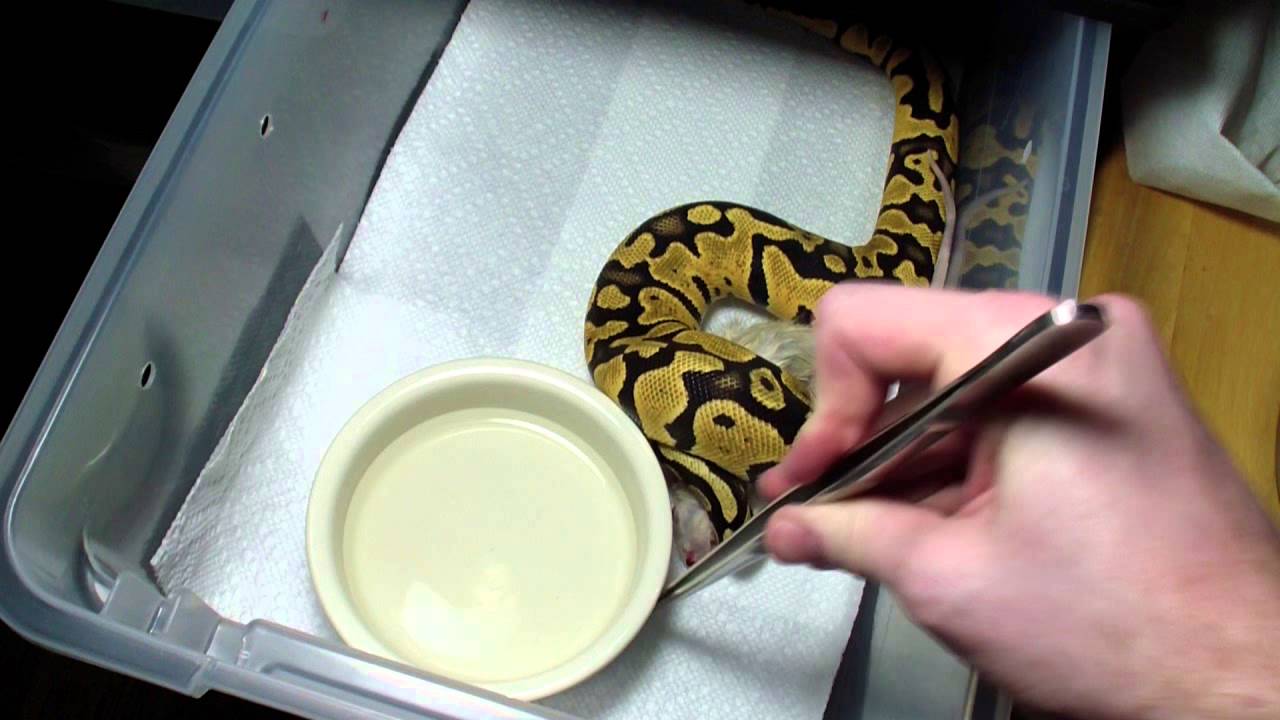 Ball Python Feeding #8 - YouTube