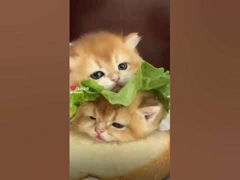 Кот-бургер😊😸♥️ - YouTube