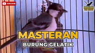 Ampuh Terbukti Nyahut !! Untuk pancingan gelatik batu supaya GACOR WOCIT WOCIT