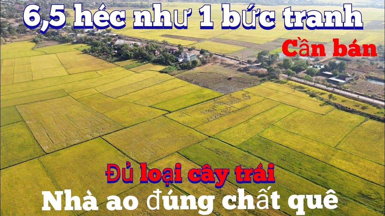 Cần nhượng 6,5 ha đất nhà ao ruộng 4 mặt đường .