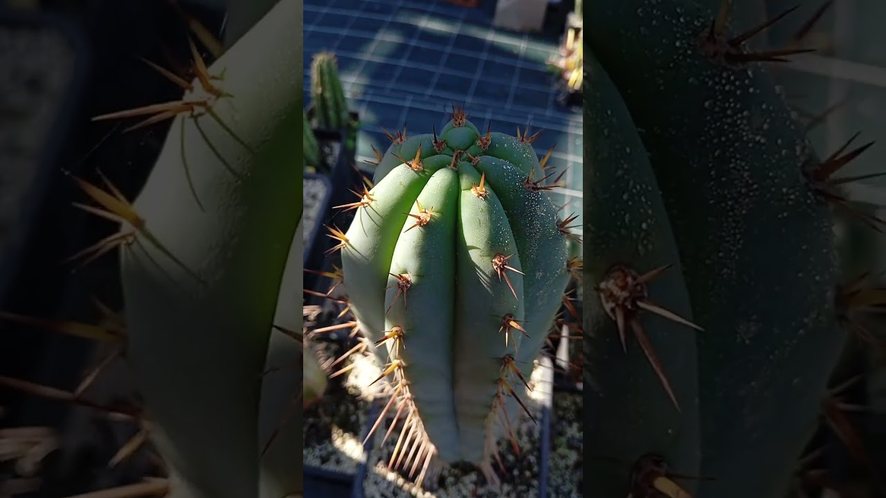 #trichocereus