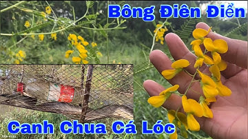 Thăm Lờ Cá Lóc Nấu Canh Chua Bông Điên Điển, Đặc Sản Miền Tây | Tân Vlog